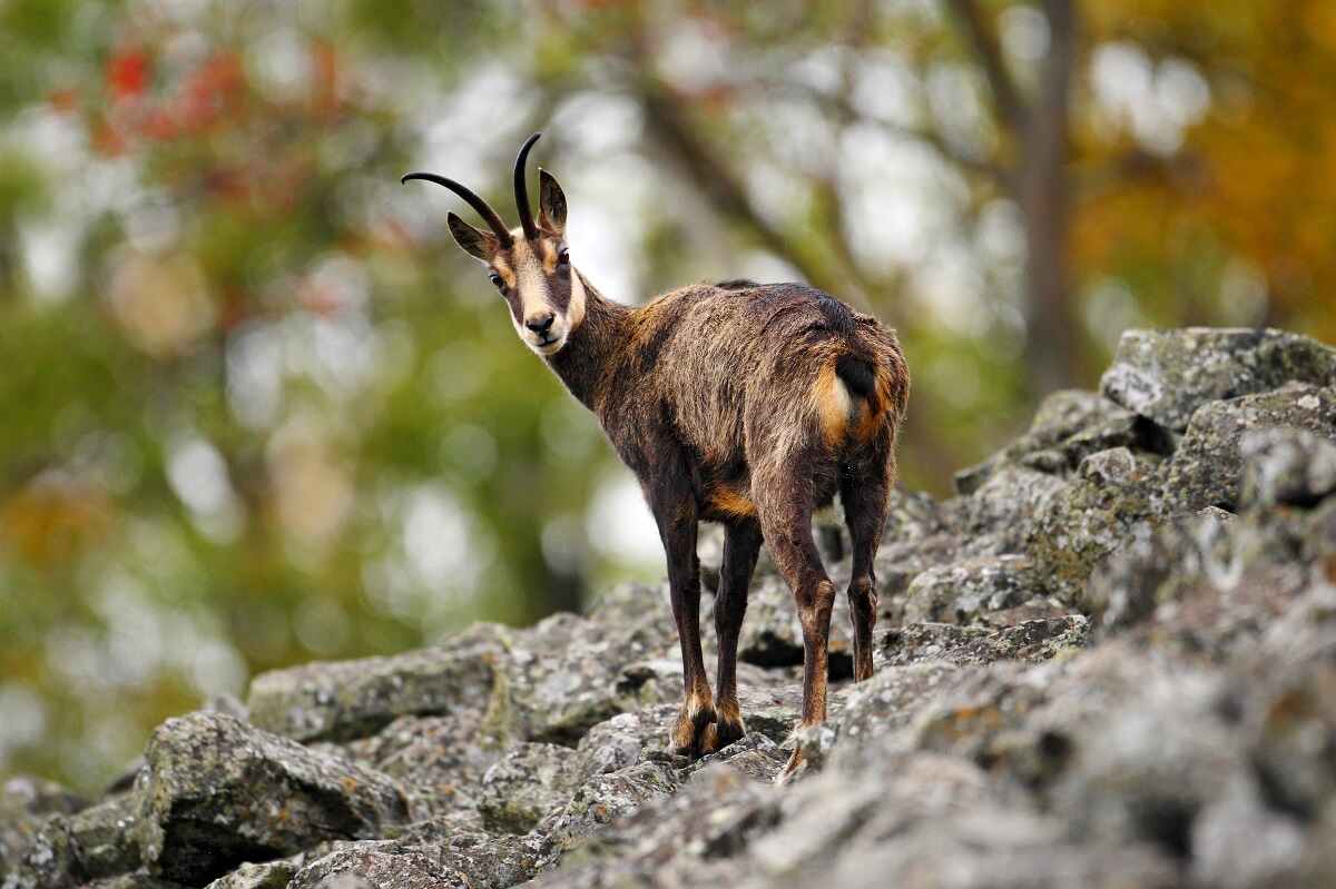 Chamois Hunting  Safari International Macedonia