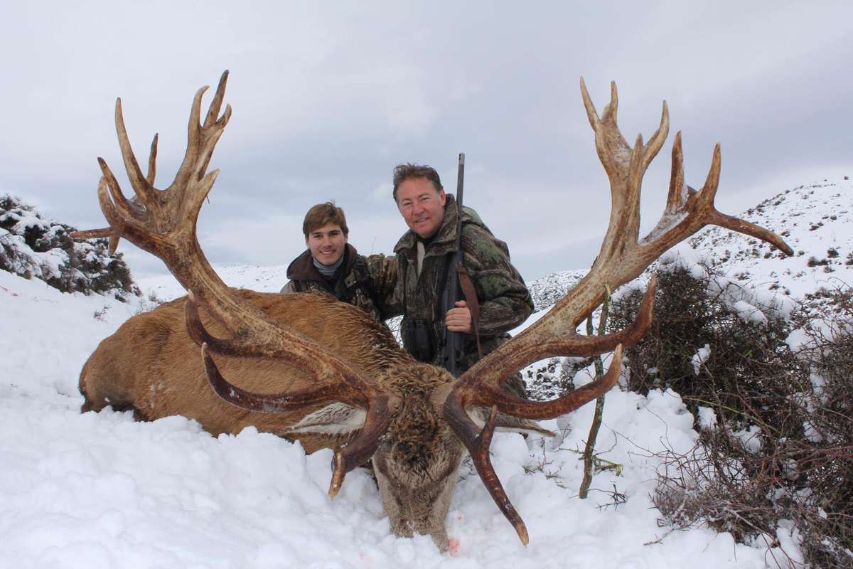 Super Special red stag up to 450 SCI / Otago, New Zealand ...