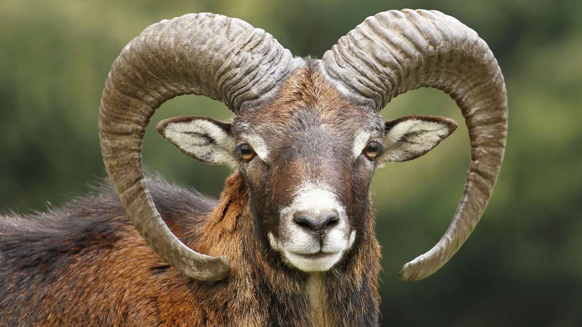 Mouflon Hunt In Bavaria Germany Bookyourhunt Com