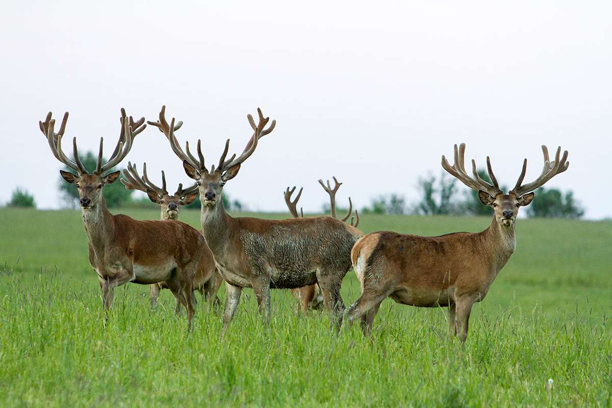 red stag deer