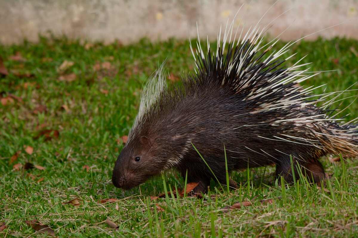 Honey Badger vs. Crested Porcupine