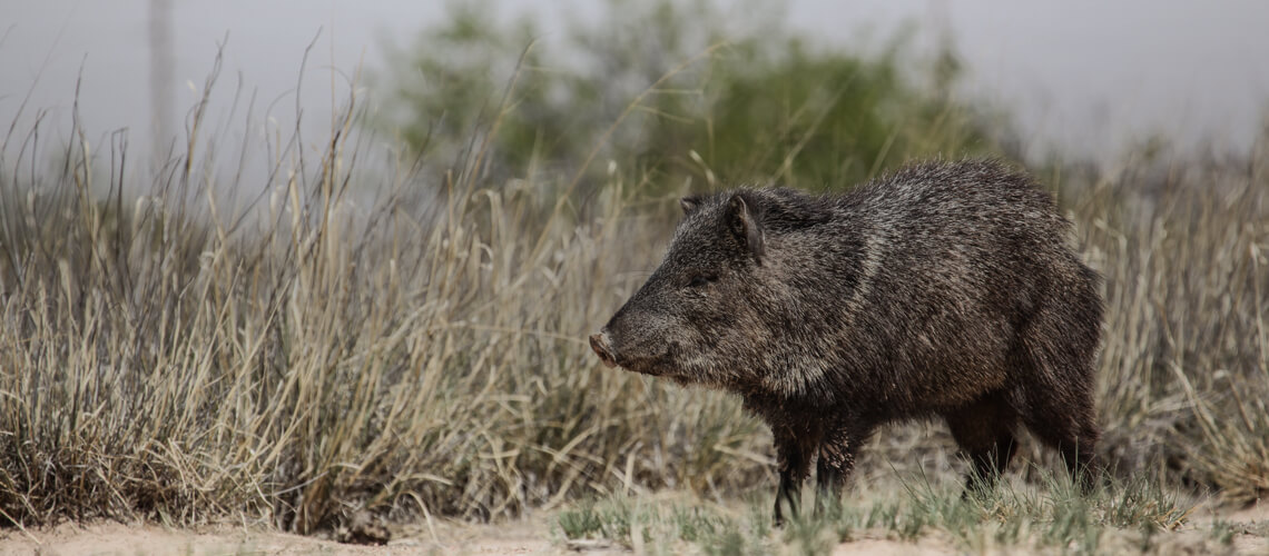 Javelina hunting