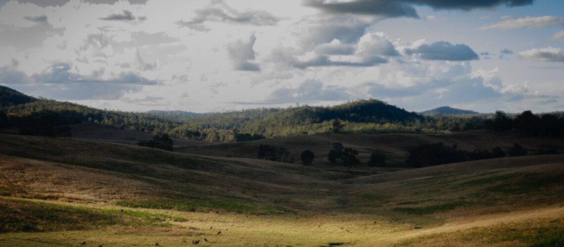 Kingham Safaris