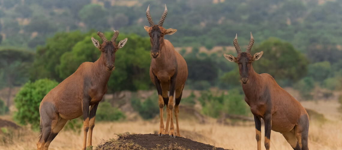 Topi hunting