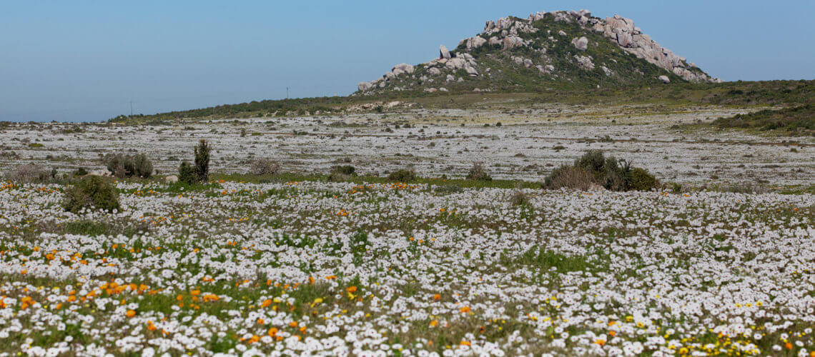 Hunting in Western Cape