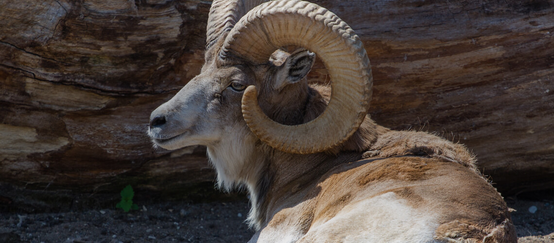Blandford Urial hunting