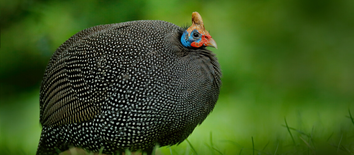 Helmeted Guineafowl hunting