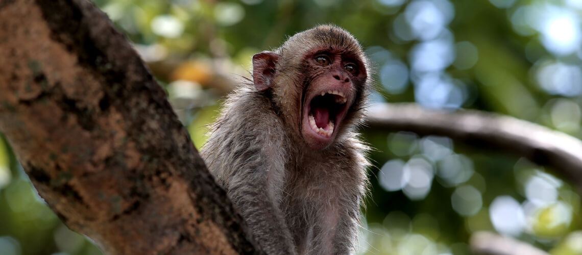 Monkey hunting