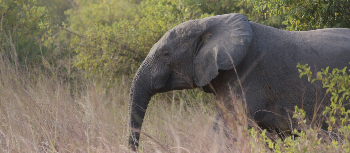Tuskless Elephant hunting