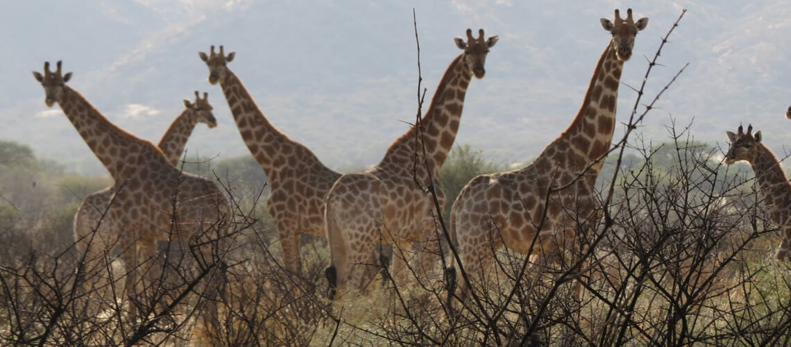 Ekuja Hunting Safaris