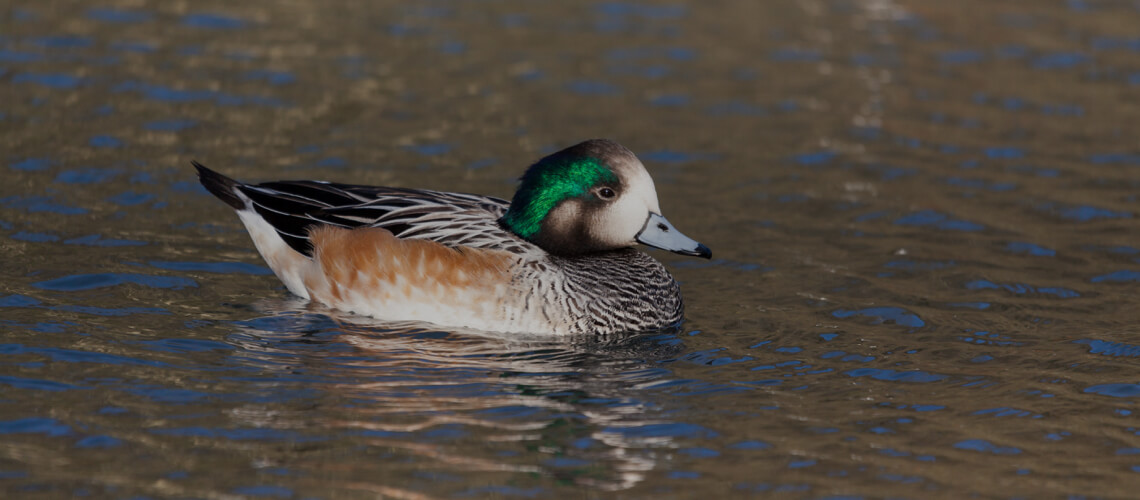 Chiloé Wigeon hunting