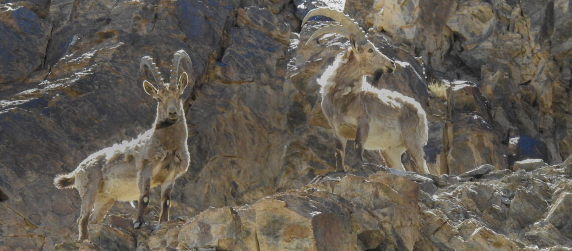 Mid-Asian Ibex hunting