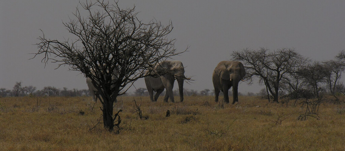 Baobab Game Ranch CC and Safaris