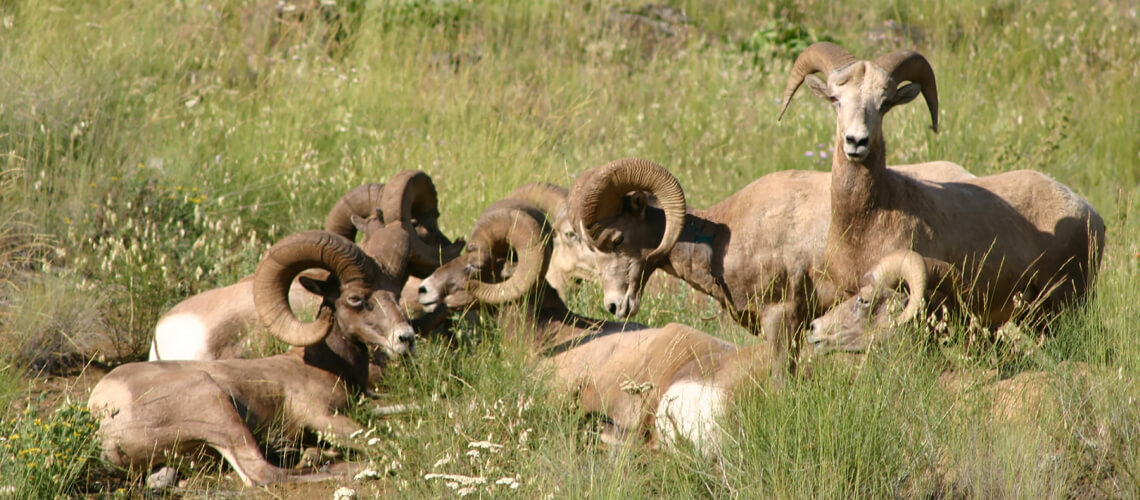 Sheep hunting