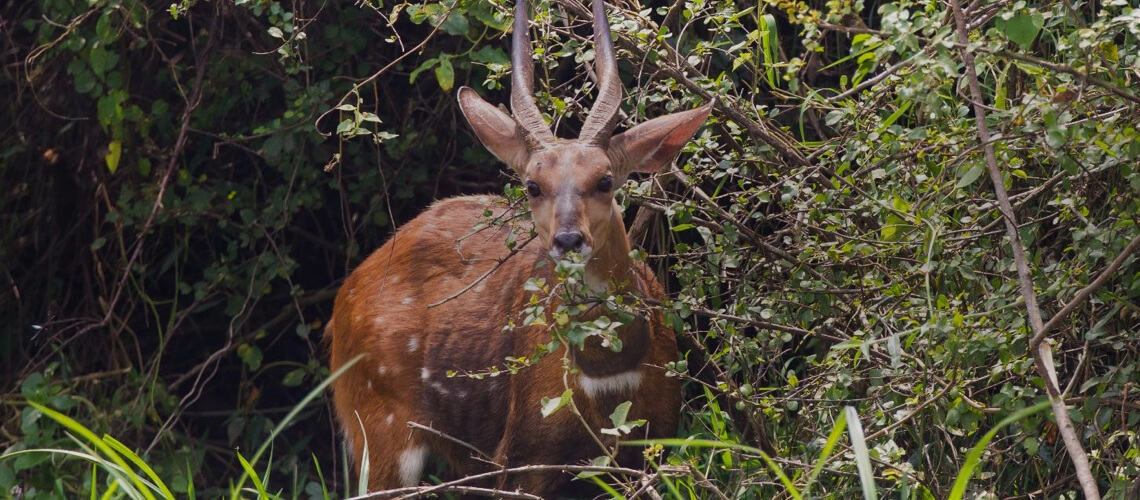 Limpopo Bushbuck hunting