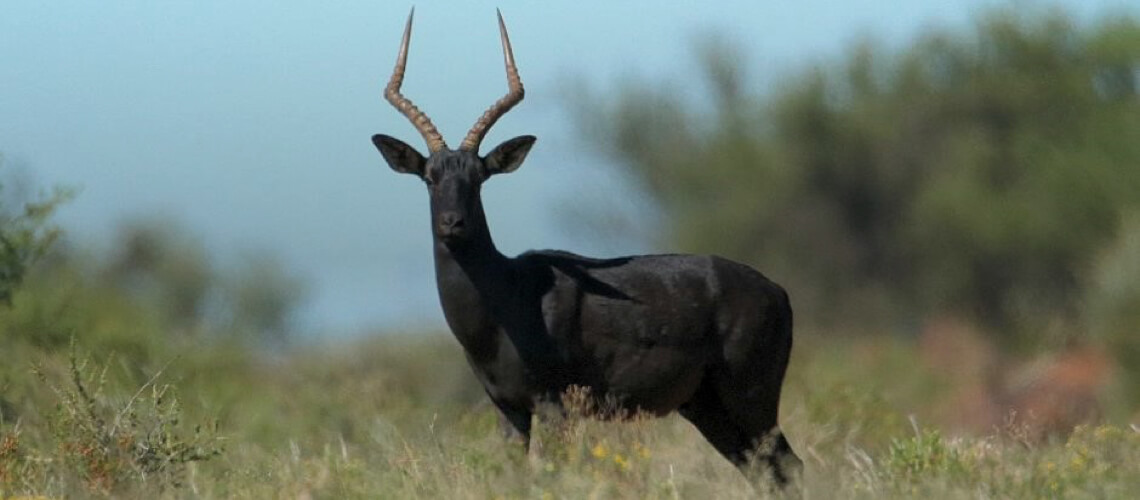 Black Impala
