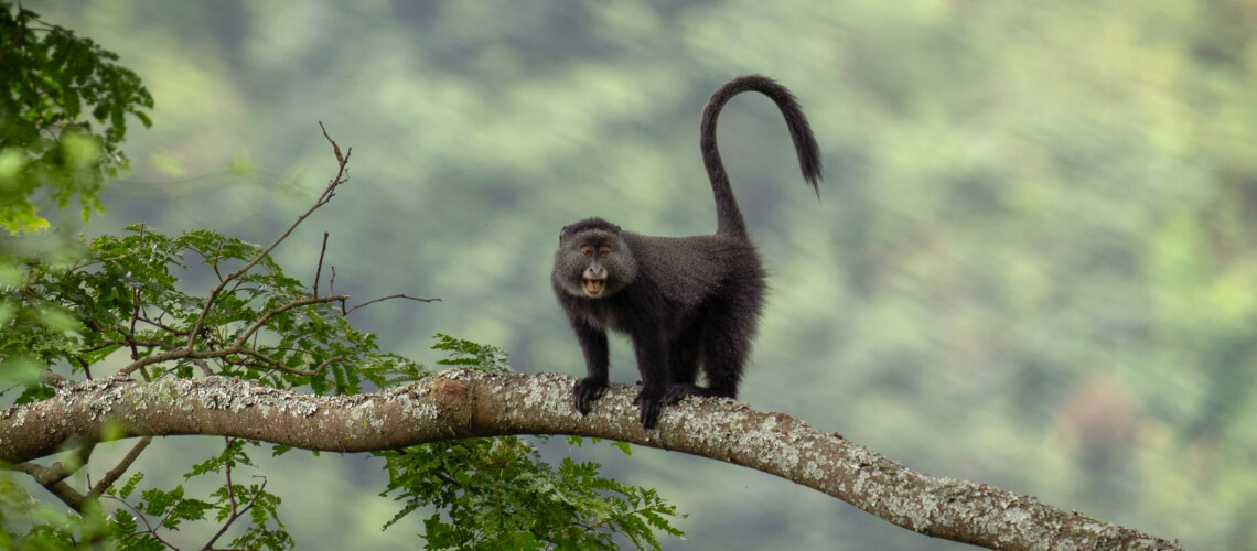 Blue Monkey hunting