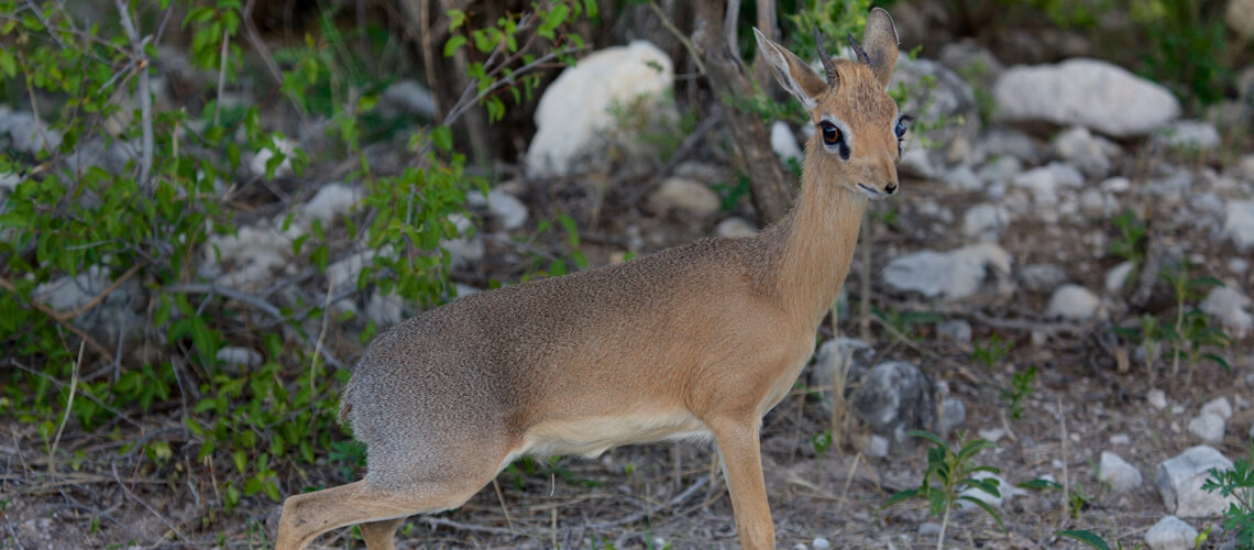 Damaraland Dik-Dik hunting