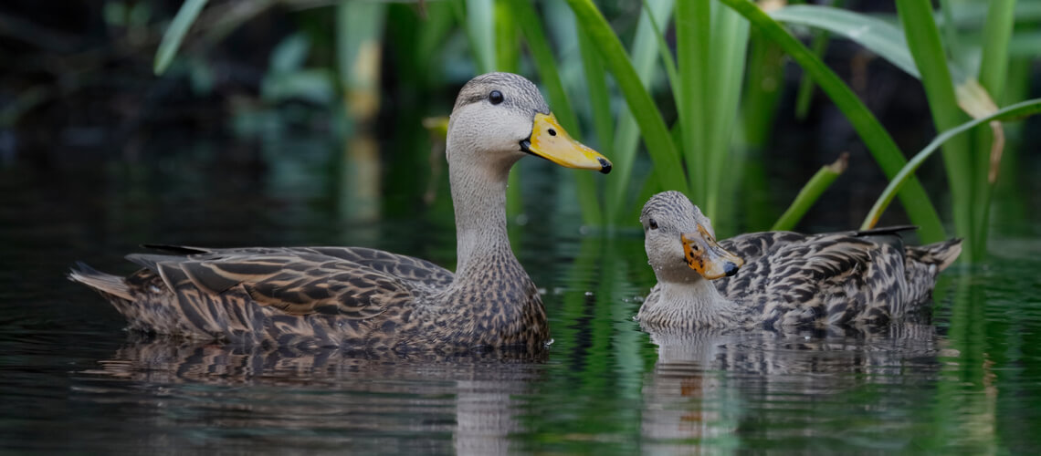 Mottled Duck hunting