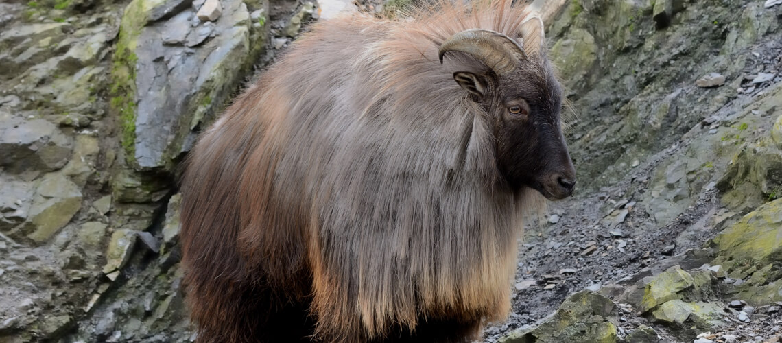 Tahr hunting