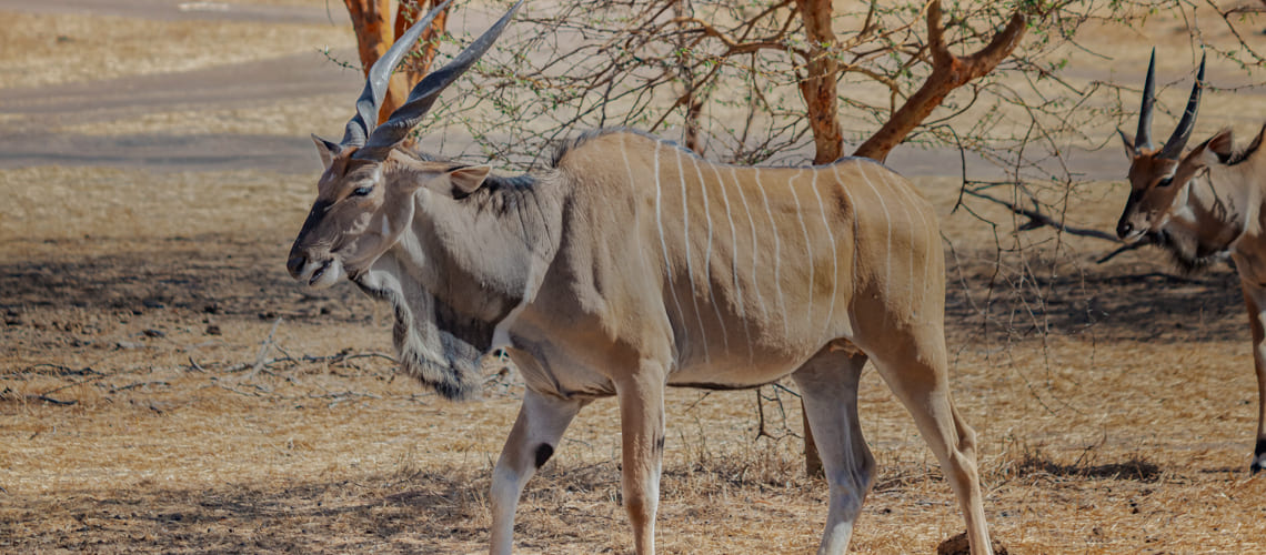 Livingstone Eland hunting