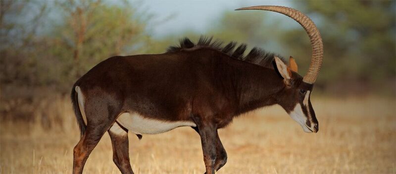 Sable hunting