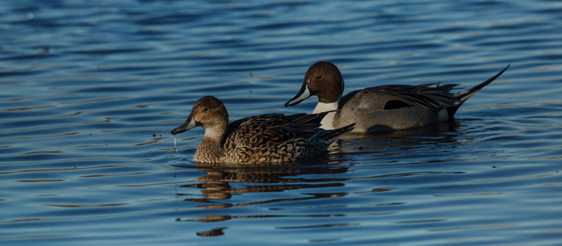 Pintail Duck hunting