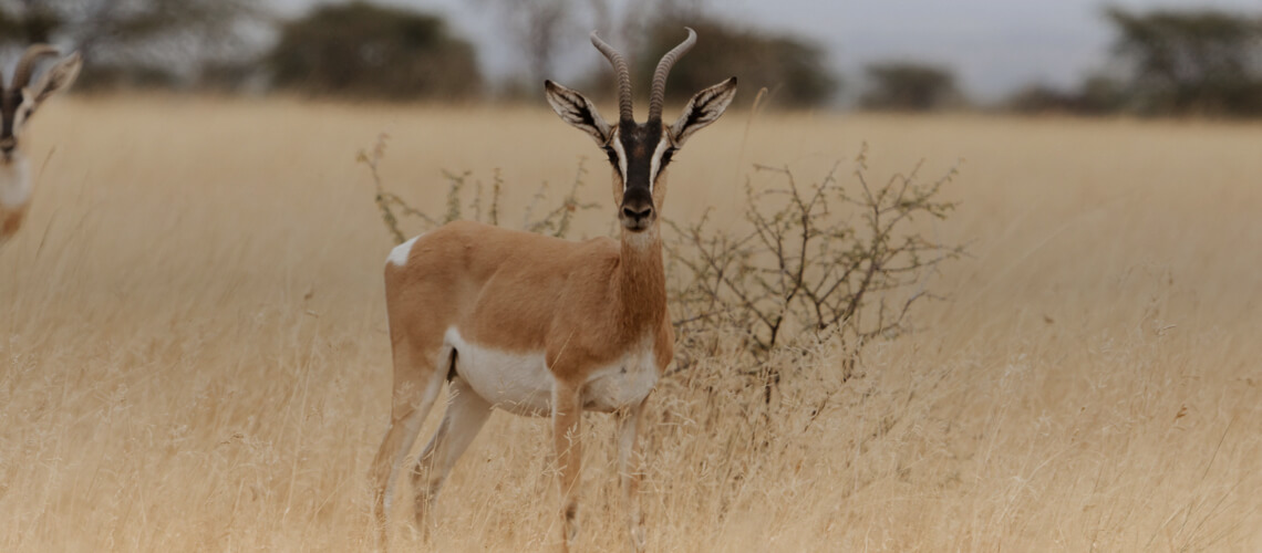 Soemmerring's Gazelle hunting