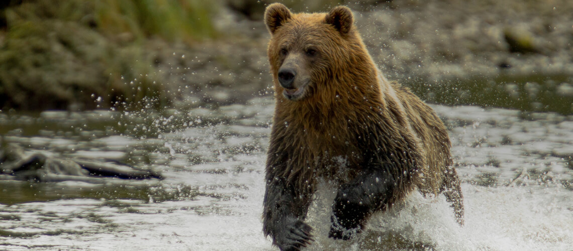 Grizzly hunting
