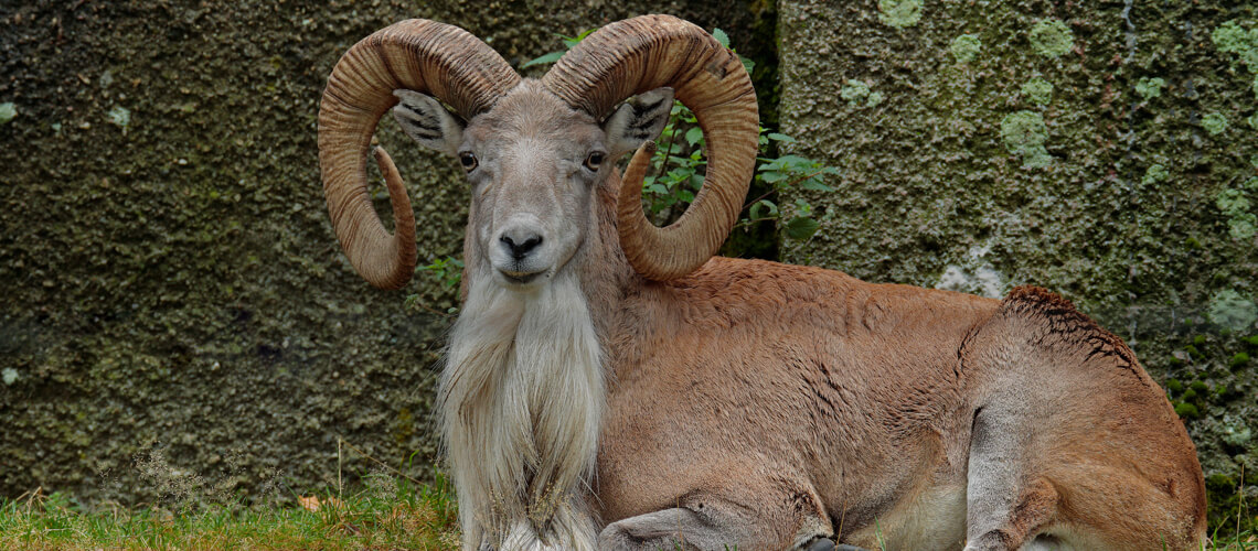 Punjab Urial hunting