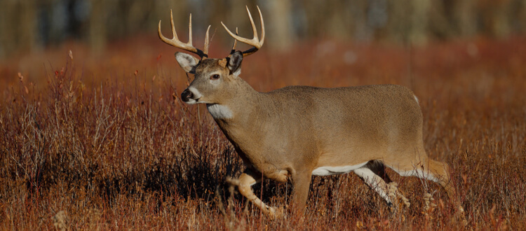 White tailed deer hunting in United States - BookYourHunt.com