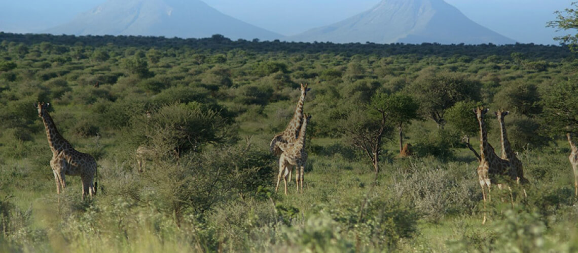 Omatako Hunting Trails