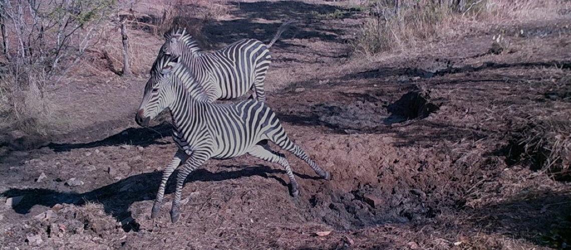 Boehm's Zebra hunting