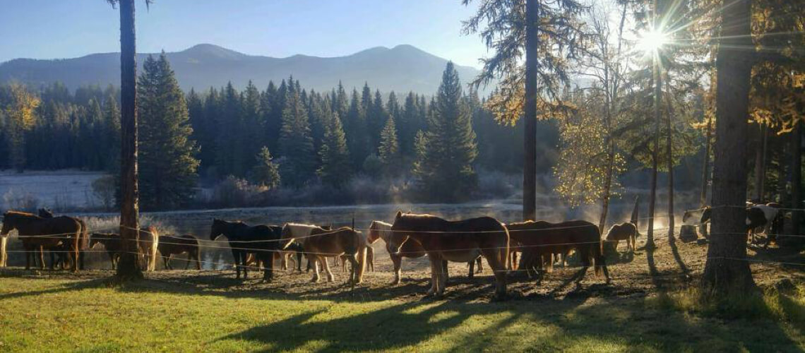 Swan Mountain Outfitters