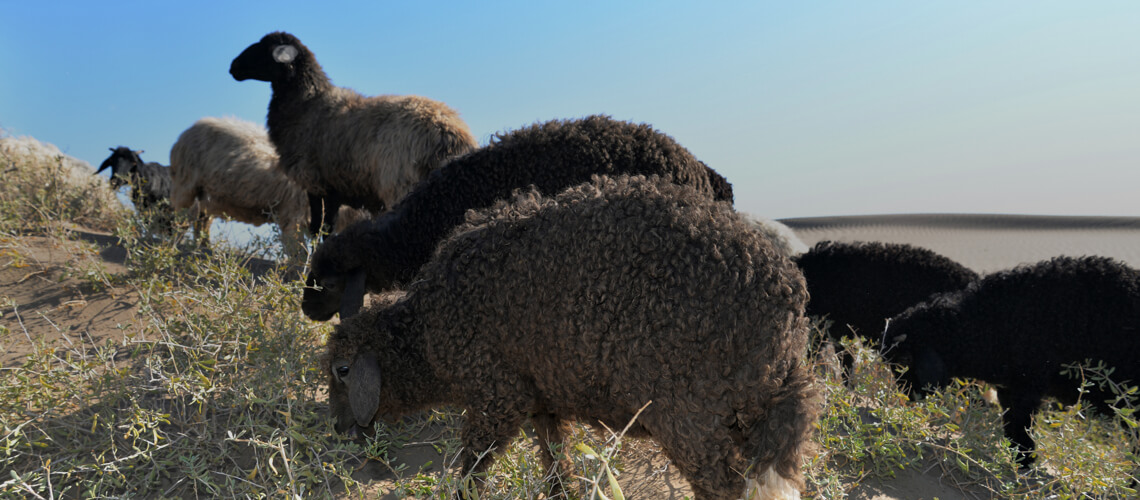 Karakul Ram hunting