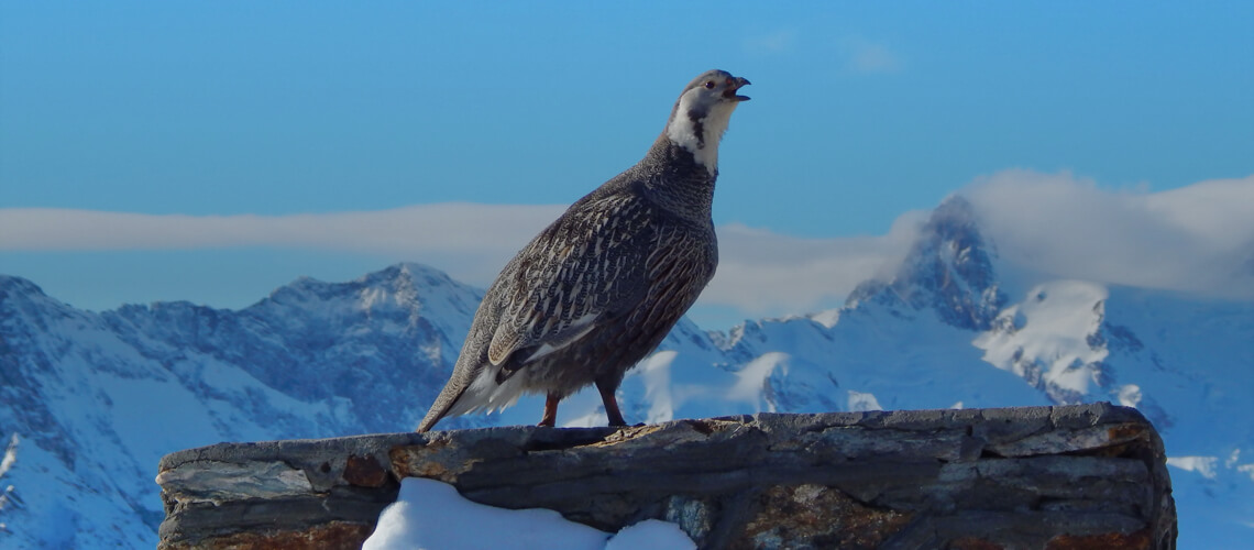 Snowcock hunting