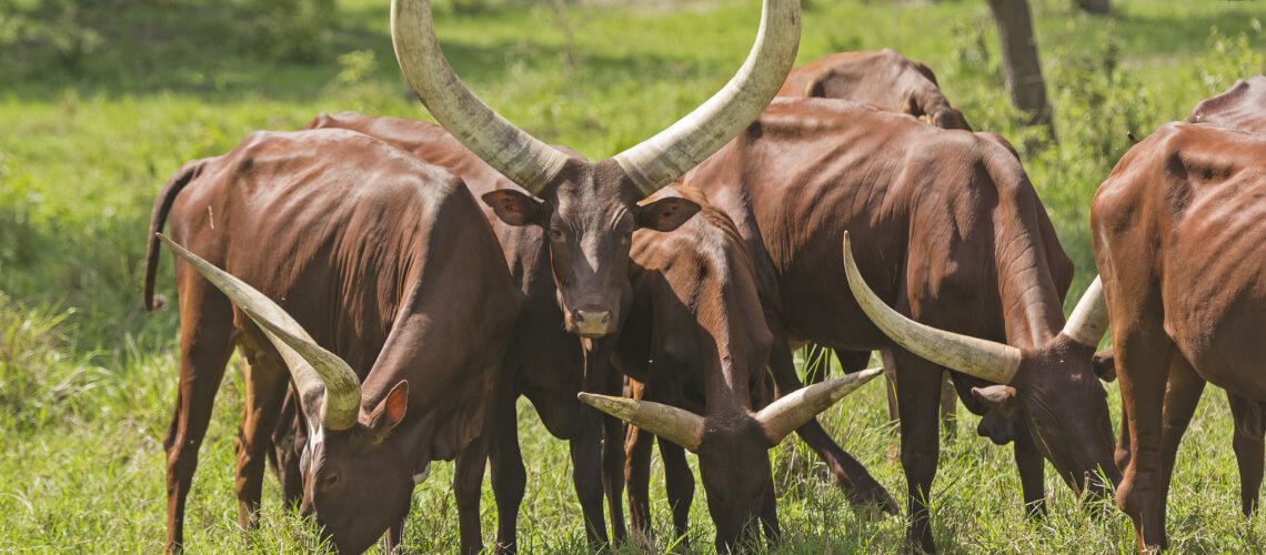 Ankole hunting