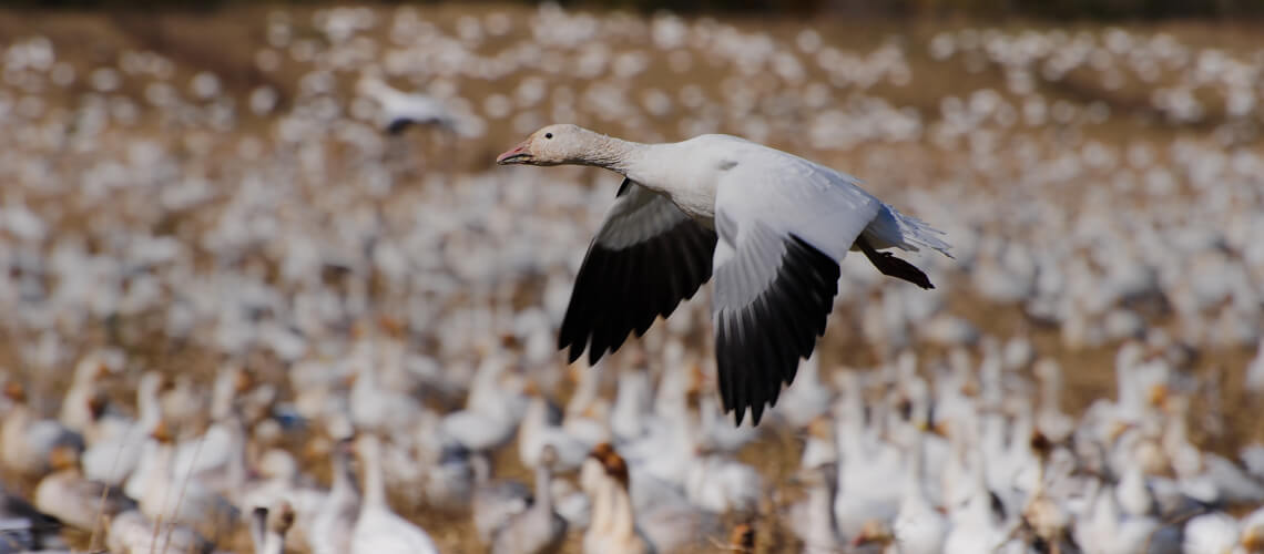 Snow Goose hunting
