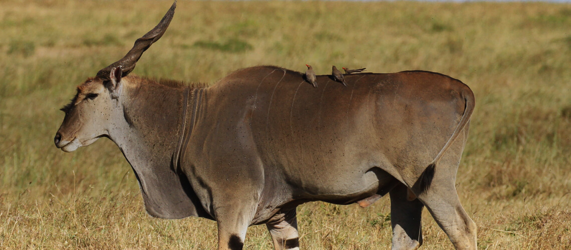 East African Eland hunting