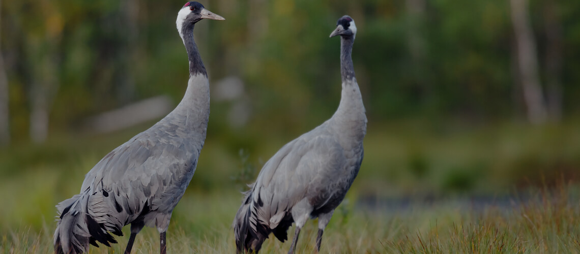 Common Crane hunting