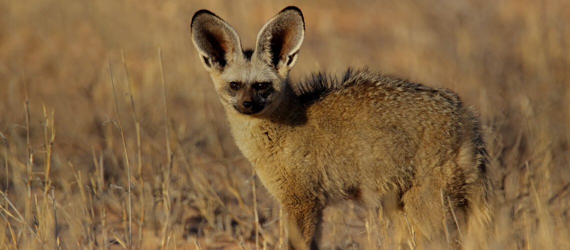 Bat-Eared Fox hunting