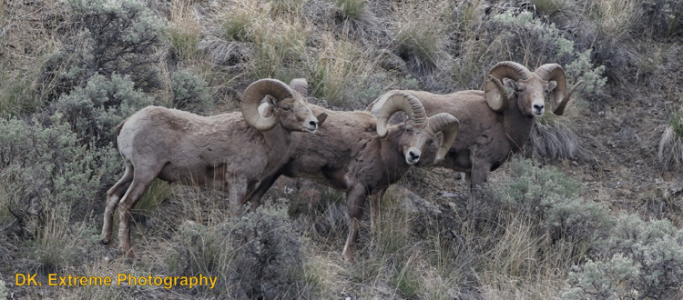 Bighorn Sheep Hunting In United States Bookyourhunt Com