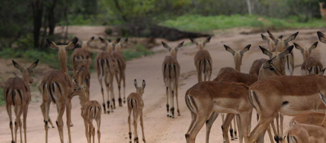 Lianga Safaris
