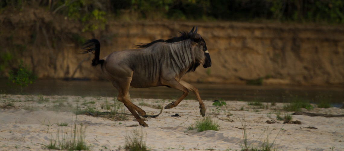 Niassa Wildebeest hunting