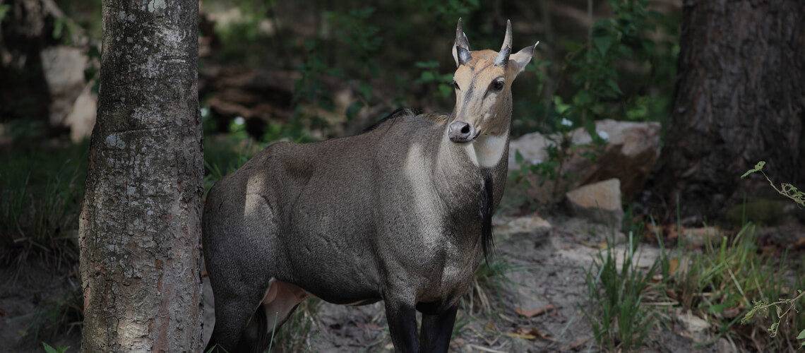 Nilgai Antelope hunting