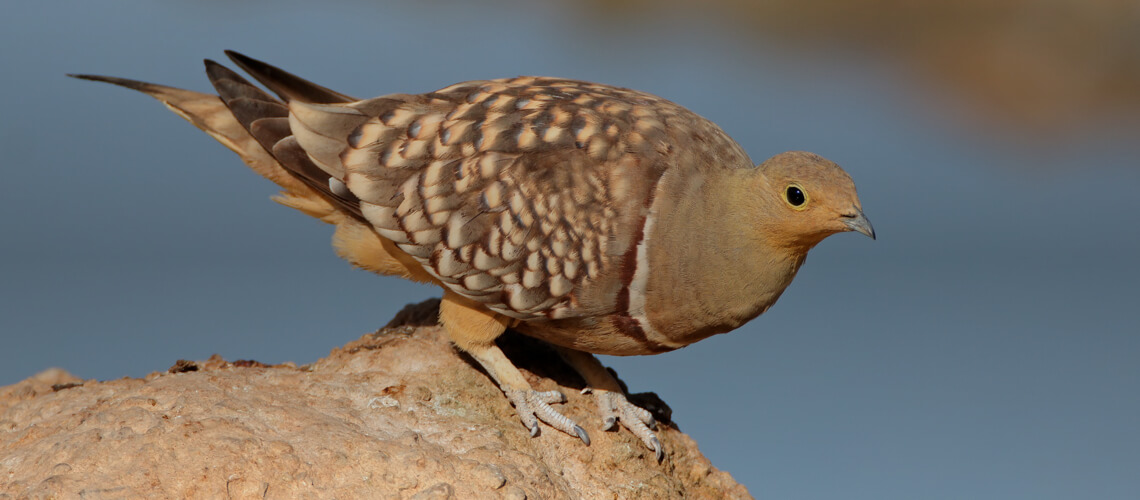 Namaqua Sandgrouse hunting