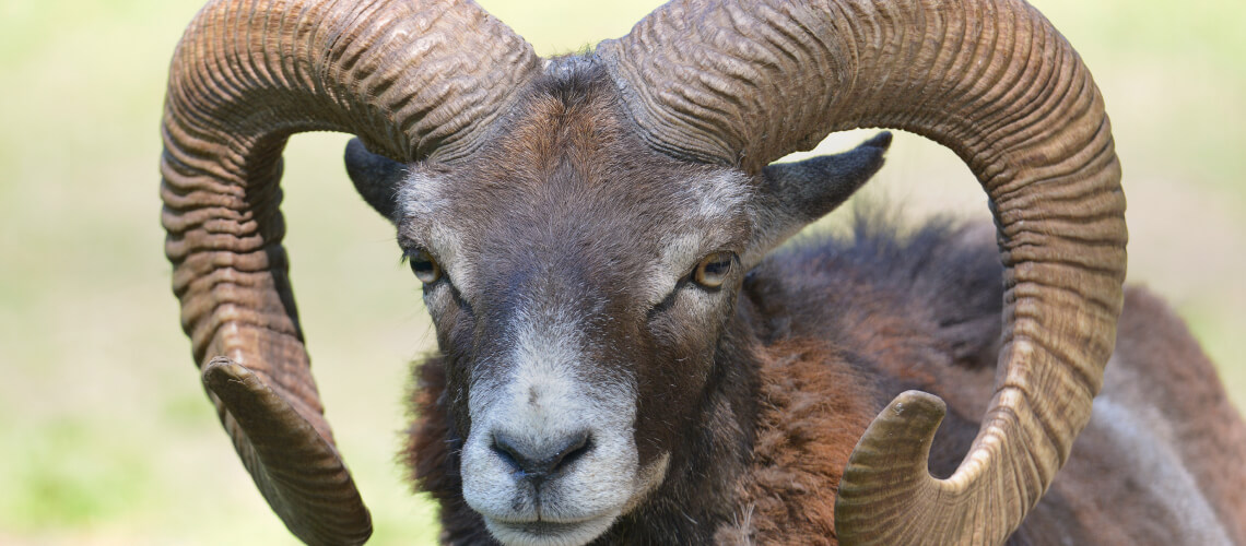 Corsican Mouflon hunting