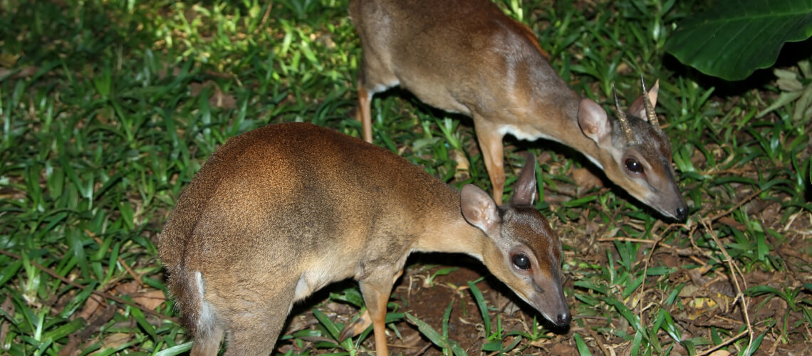 East African Suni hunting