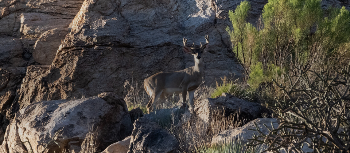 Coues Deer hunting