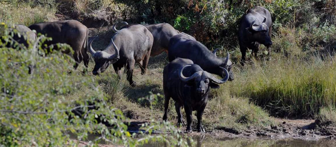 Matswani Safaris